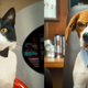 Illustration for article titled Cats Dogs: The Revenge Of Kitty Galore